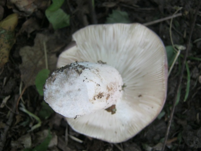 Fungo da determinare